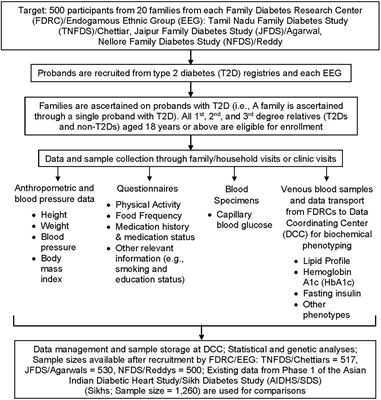 Burden of Type 2 Diabetes and Associated Cardiometabolic Traits and Their Heritability Estimates in Endogamous Ethnic Groups of India: Findings From the INDIGENIUS Consortium